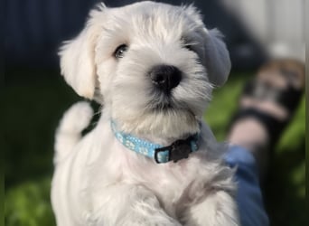 Zwerschnauzer Welpen weiß