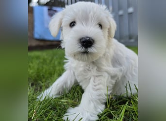Zwerschnauzer Welpen weiß