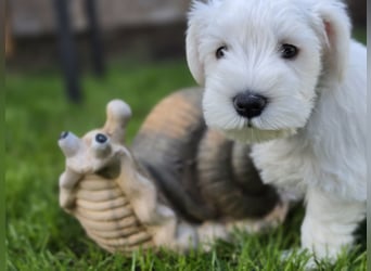 Zwerschnauzer Welpen weiß