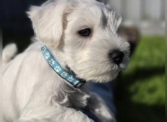 Zwerschnauzer Welpen weiß
