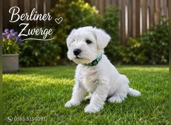 Zwerschnauzer Welpen weiß