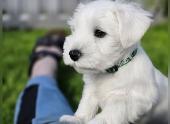Zwerschnauzer Welpen weiß