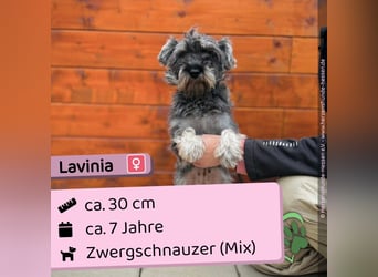 Lavinia