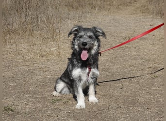 Luna sucht ein Zuhause