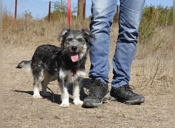 Luna sucht ein Zuhause