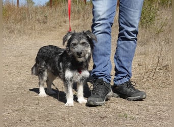 Luna sucht ein Zuhause