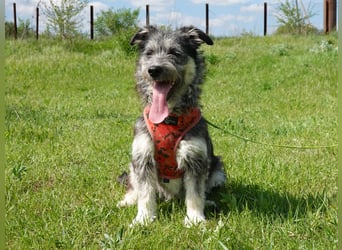 Luna sucht ein Zuhause