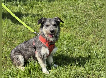 Luna sucht ein Zuhause