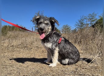 Luna sucht ein Zuhause