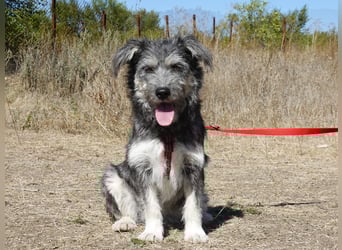 Luna sucht ein Zuhause