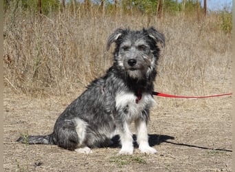 Luna sucht ein Zuhause