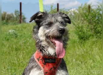 Luna sucht ein Zuhause