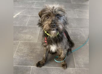 kleinere Engel auf 4 Pfoten: TINCHEN - 2 Jahre, 36cm, Zwergschnauzeer-Mix