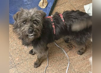 kleinere Engel auf 4 Pfoten: TINCHEN - 2 Jahre, 36cm, Zwergschnauzeer-Mix