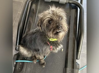 kleinere Engel auf 4 Pfoten: TINCHEN - 2 Jahre, 36cm, Zwergschnauzeer-Mix