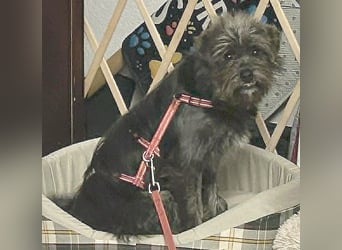 kleinere Engel auf 4 Pfoten: TINCHEN - 2 Jahre, 36cm, Zwergschnauzeer-Mix