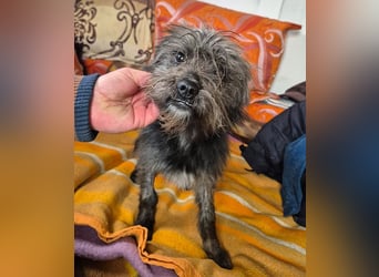 kleinere Engel auf 4 Pfoten: TINCHEN - 2 Jahre, 36cm, Zwergschnauzeer-Mix