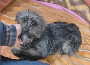 kleinere Engel auf 4 Pfoten: TINCHEN - 2 Jahre, 36cm, Zwergschnauzeer-Mix