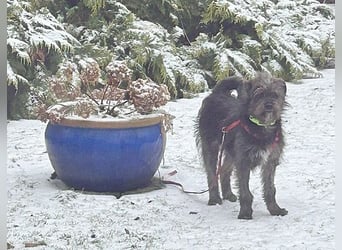 kleinere Engel auf 4 Pfoten: TINCHEN - 2 Jahre, 36cm, Zwergschnauzeer-Mix