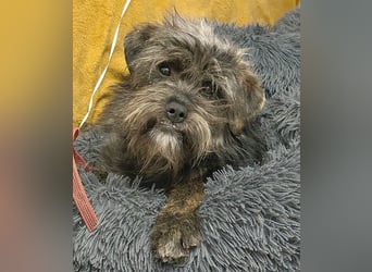 kleinere Engel auf 4 Pfoten: TINCHEN - 2 Jahre, 36cm, Zwergschnauzeer-Mix