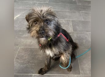 kleinere Engel auf 4 Pfoten: TINCHEN - 2 Jahre, 36cm, Zwergschnauzeer-Mix