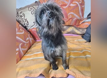 kleinere Engel auf 4 Pfoten: TINCHEN - 2 Jahre, 36cm, Zwergschnauzeer-Mix