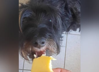 Borzi, sensible zarte Zwergschnauzer Mix Hündin