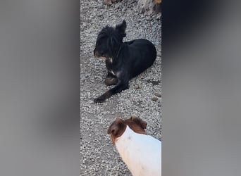 Borzi, sensible zarte Zwergschnauzer Mix Hündin