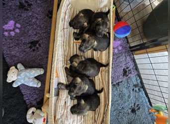 Championzucht Zwergschnauzer pfeffer/salz