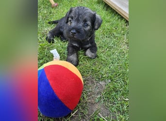 Championzucht Zwergschnauzer pfeffer/salz