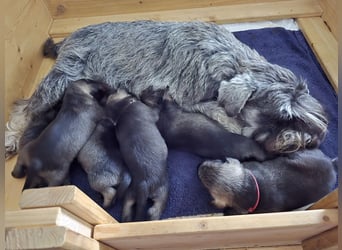 Championzucht Zwergschnauzer pfeffer/salz