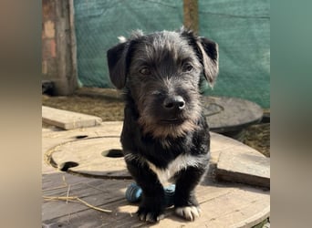 Brumm ein winziger Hundebub