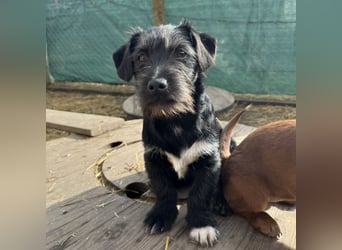 Brumm ein winziger Hundebub