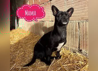 Brumm ein winziger Hundebub