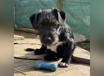 Brumm ein winziger Hundebub