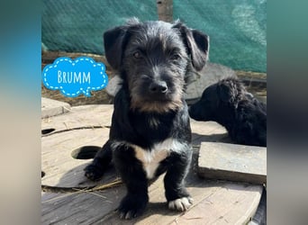 Brumm ein winziger Hundebub