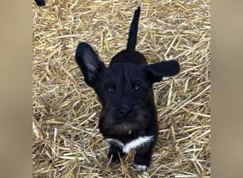 Brumm ein winziger Hundebub