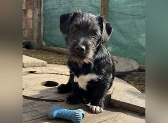 Brumm ein winziger Hundebub