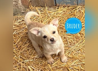 Brumm ein winziger Hundebub