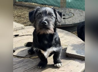 Brumm ein winziger Hundebub