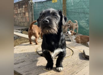 Brumm ein winziger Hundebub