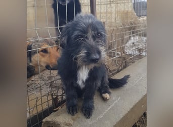 Mini Zwergschnauzer-Terrier Mix SELENA sucht ihr Zuhause!