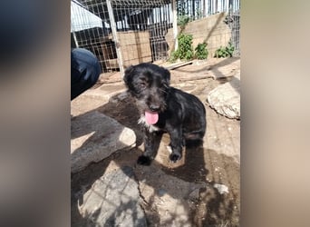 Mini Zwergschnauzer-Terrier Mix SELENA sucht ihr Zuhause!