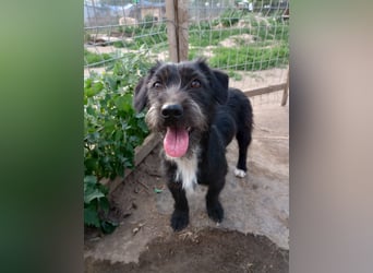 Mini Zwergschnauzer-Terrier Mix SELENA sucht ihr Zuhause!