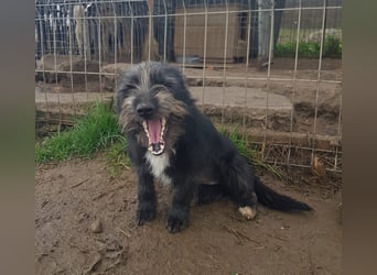 Mini Zwergschnauzer-Terrier Mix SELENA sucht ihr Zuhause!