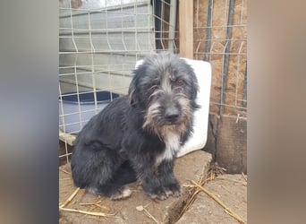 Mini Zwergschnauzer-Terrier Mix SELENA sucht ihr Zuhause!