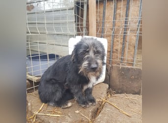 Mini Zwergschnauzer-Terrier Mix SELENA sucht ihr Zuhause!