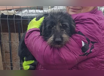 Mini Zwergschnauzer-Terrier Mix SELENA sucht ihr Zuhause!