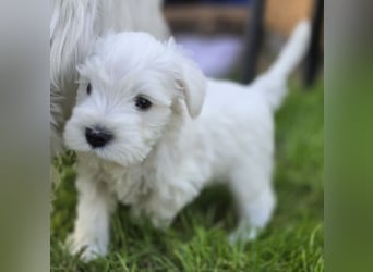 Zwergschnauzer Welpe Hündin