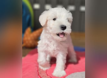 Zwergschnauzer Welpe Hündin
